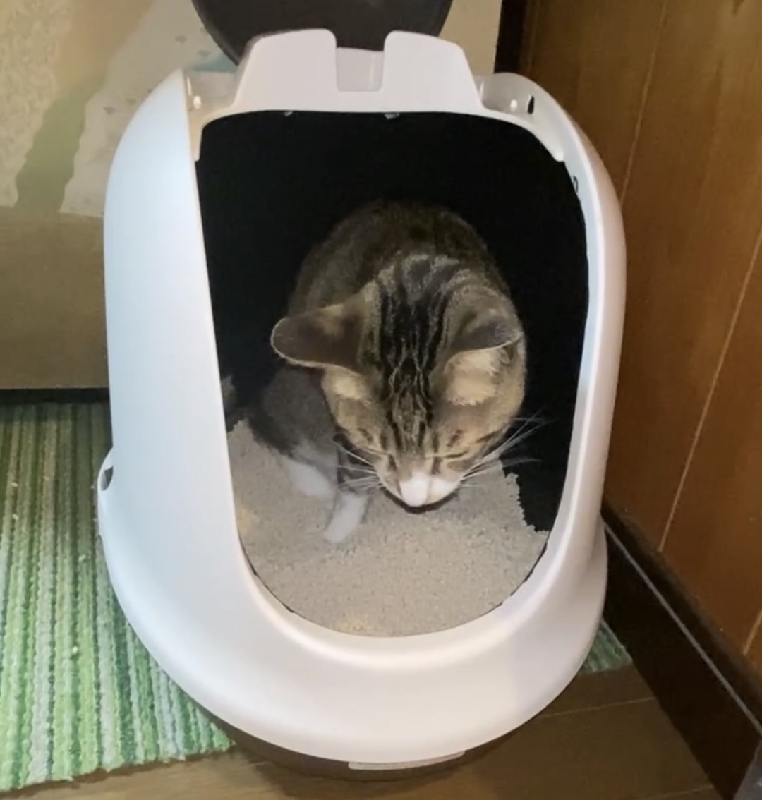 快適な猫ちゃんトイレをつくるぞ〜